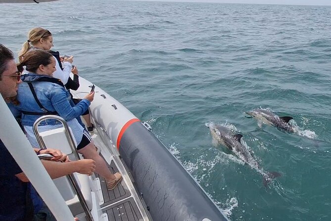 Meet the Lisbon Dolphins - Dolphin Watching in Lisbon - The ride toward the Atlantic
