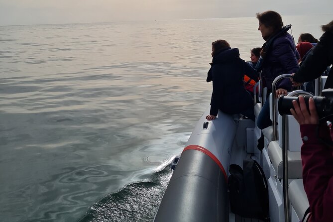 Meet the Lisbon Dolphins - Dolphin Watching in Lisbon - Learning to watch dolphins, not just spot them