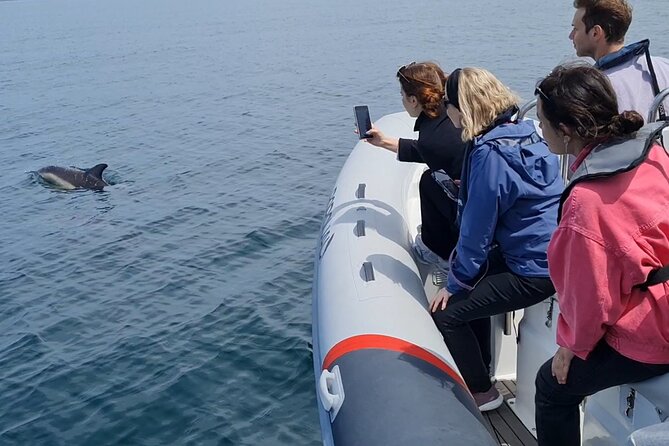 Meet the Lisbon Dolphins - Dolphin Watching in Lisbon - Belém landmarks on the way back
