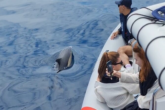 Meet the Lisbon Dolphins - Dolphin Watching in Lisbon - Cold weather, spray, and what to pack