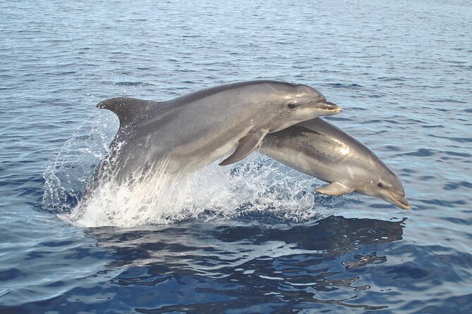 NEW Lagos-Watching Dolphins and Benagil Cave with Biologists - Searching for dolphins with a marine biologist