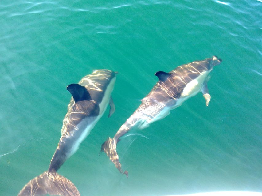 Olhão: Dolphin Observation - Key points to know before booking