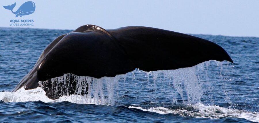 Pico Island: Azores Whale & Dolphin Watching on Zodiac Boat - Key points to know before you go