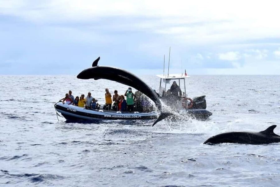 Pico Island: Azores Whale & Dolphin Watching on Zodiac Boat - What makes the animal encounters responsible