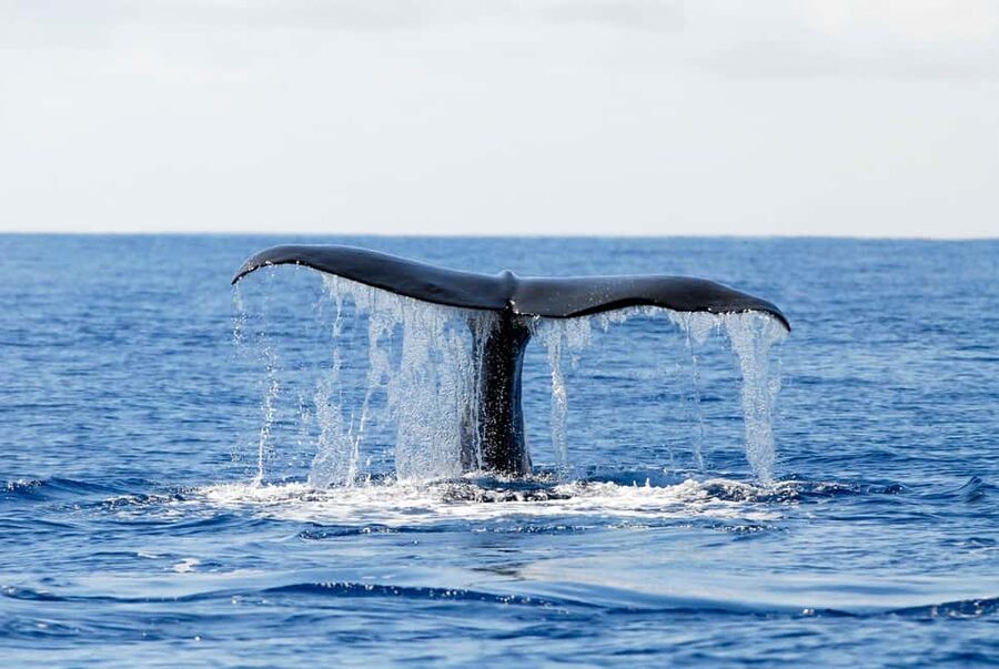 Pico Island: Azores Whale & Dolphin Watching on Zodiac Boat - The views from the water