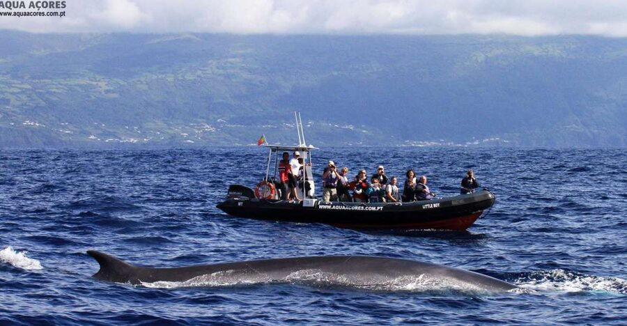 Pico Island: Azores Whale & Dolphin Watching on Zodiac Boat - Meeting at Lajes do Pico harbor