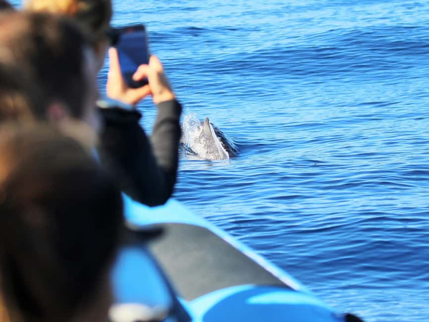 Pico Island: Whale Watching Experience from Lajes - Key points before you book