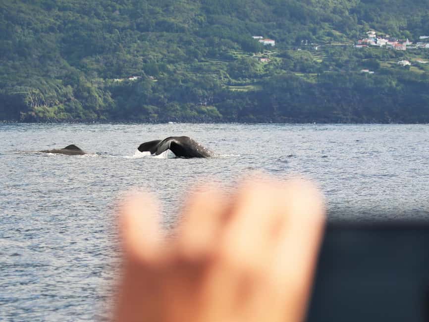 Pico Island: Whale Watching Experience from Lajes - Should you book the Lajes whale-watching trip?