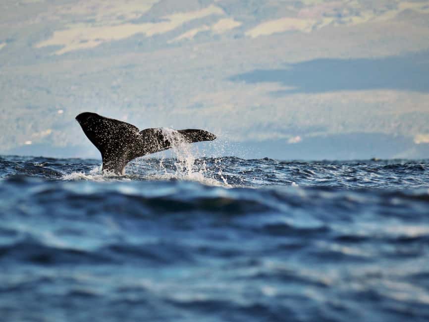 Pico Island: Whale Watching Experience from Lajes - Why this Pico whale trip feels different