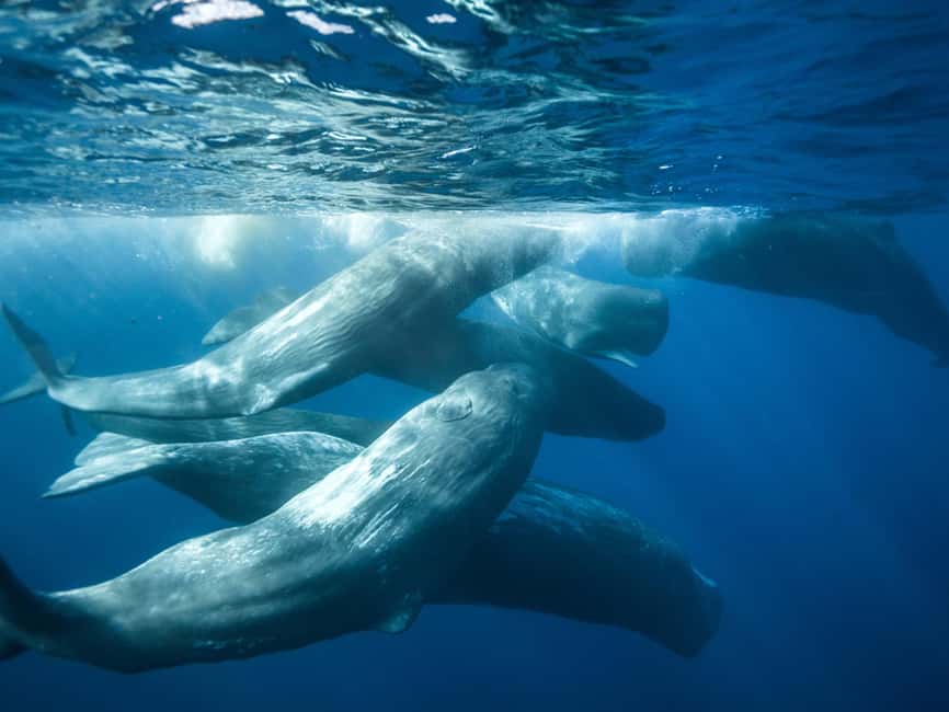Pico Island: Whale Watching Experience from Lajes - What the zodiac ride is like