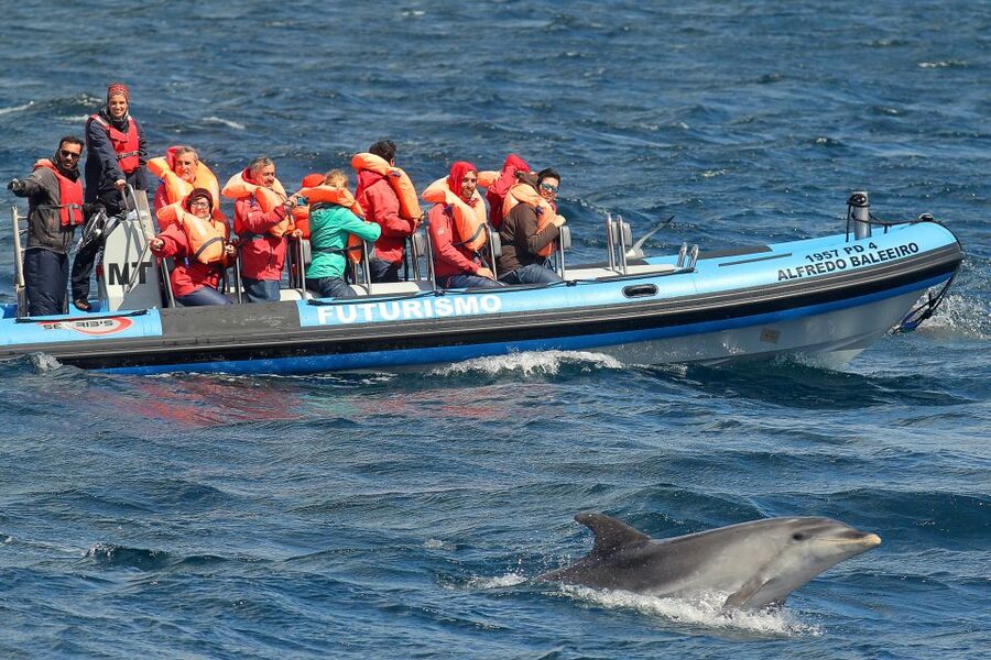 Pico Island: Whale Watching Experience from Lajes - Searching the Atlantic for whales and dolphins
