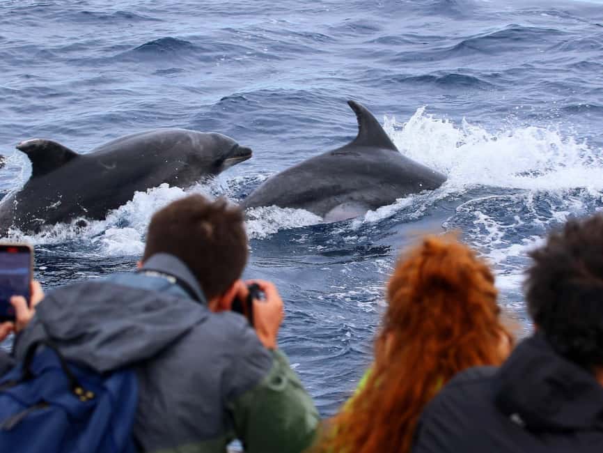 Pico Island: Whale Watching Experience from Lajes - The guides add meaning to every sighting