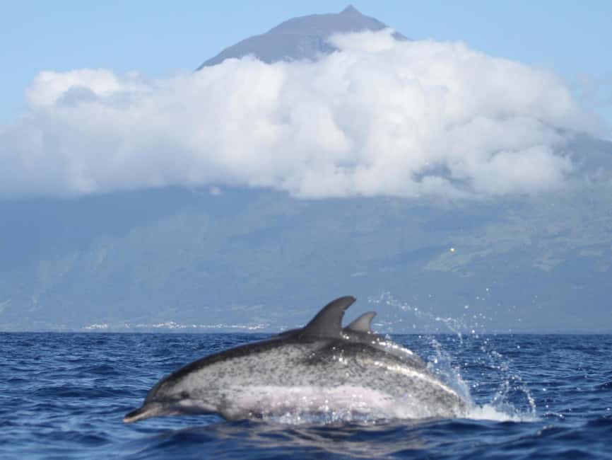 Pico Island: Whale Watching Experience from Lajes - How much time do you really spend at sea