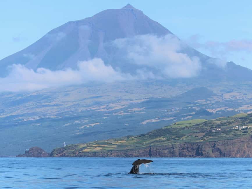 Pico Island: Whale Watching Experience from Lajes - The $68 price and what it buys you