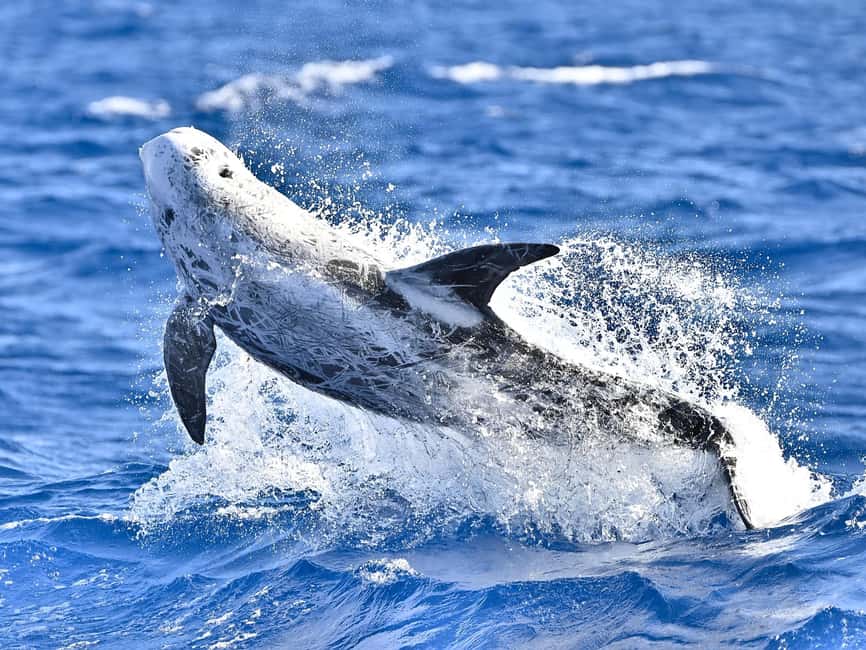 Pico Island: Whale Watching Experience from Lajes - Who will enjoy this trip most