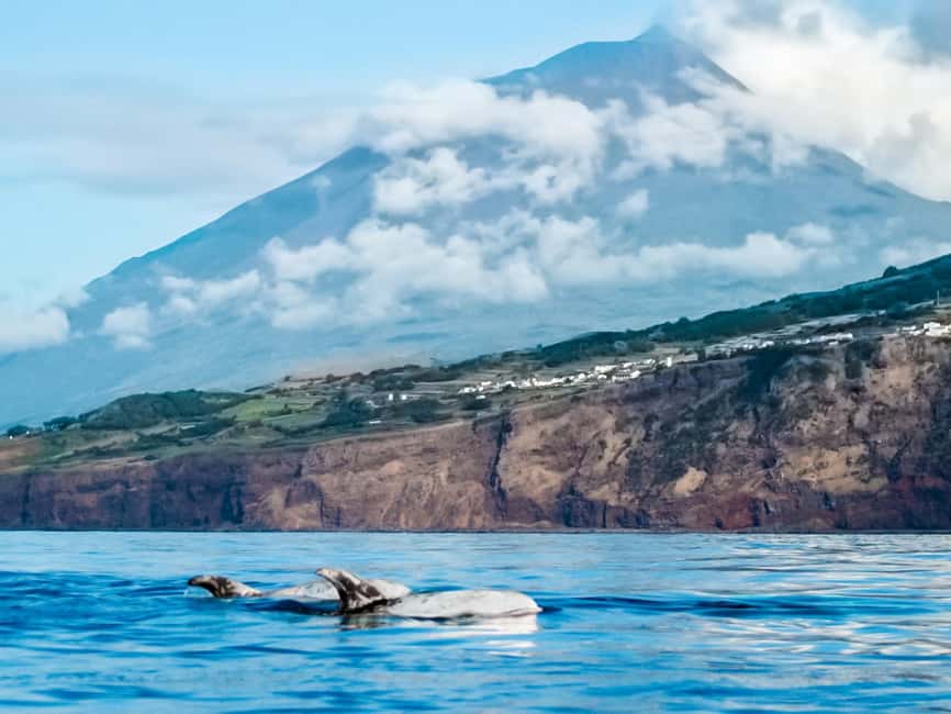 Pico Island: Whale Watching Experience from Lajes - Starting at Lajes do Pico harbor