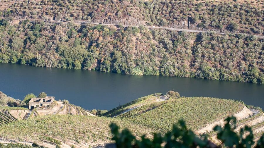 Pinhão: Quinta da Formigosa Vineyard Tour and Wine Tasting - What the guides add to the visit