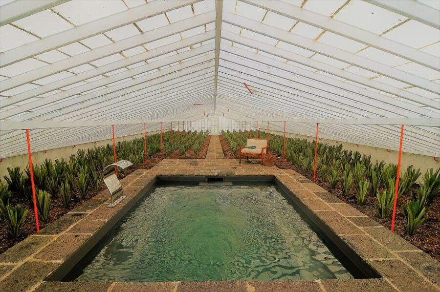 Ponta Delgada: Greenhouse Hot Tube with Pineapple Tour - Key points to know before you book
