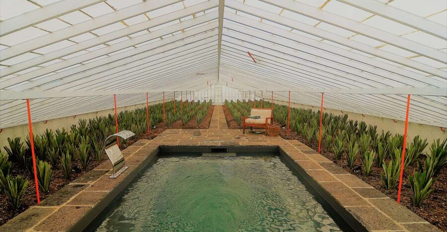 Ponta Delgada: Greenhouse Hot Tube with Pineapple Tour - The two-hour gap and how to use it