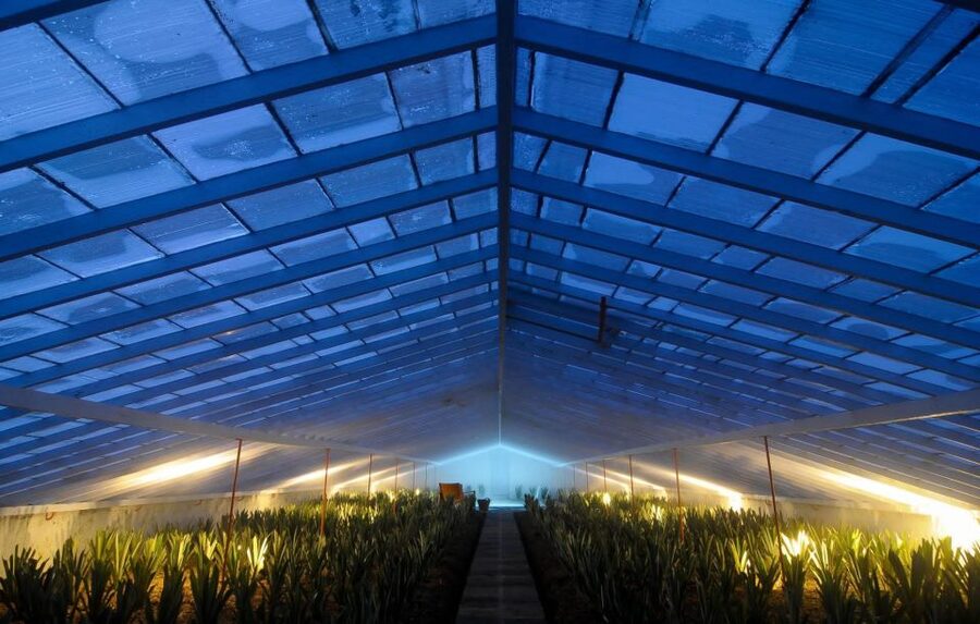 Ponta Delgada: Greenhouse Hot Tube with Pineapple Tour - Is the $41 price good value?