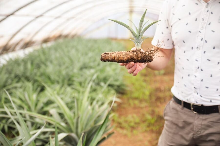 Ponta Delgada: Greenhouse Hot Tube with Pineapple Tour - Who will enjoy this most