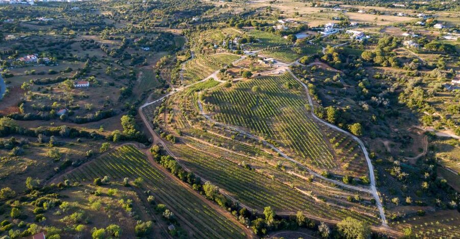 Porches: Algarve Vineyard Tour and Wine Tasting Experience - What the Tasting Teaches You About Algarve Wine