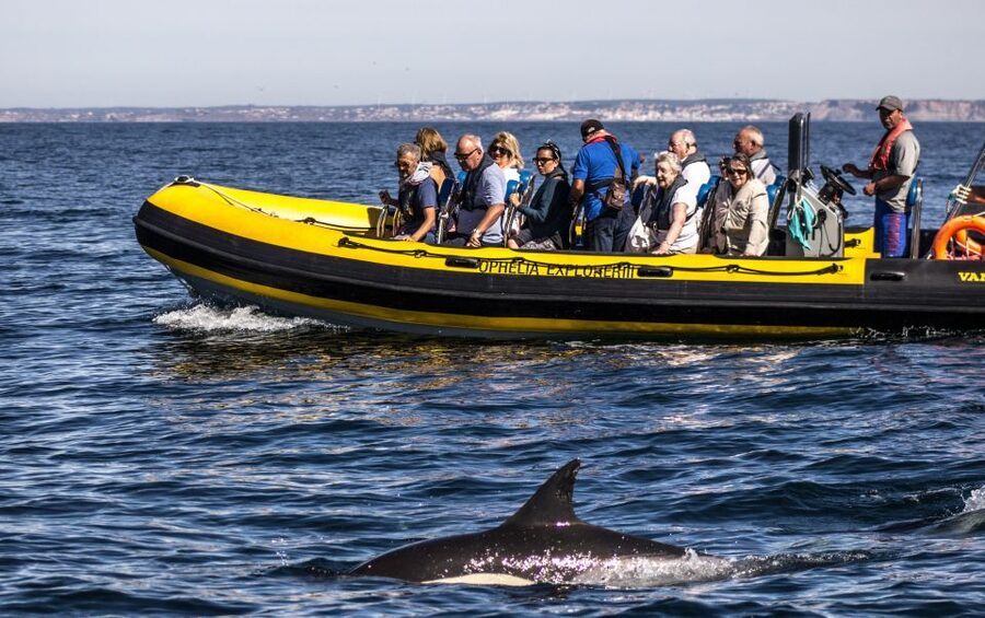 Portimão: 2-Hour Dolphin Watching Boat Tour - Following the cliffs toward Benagil Cave