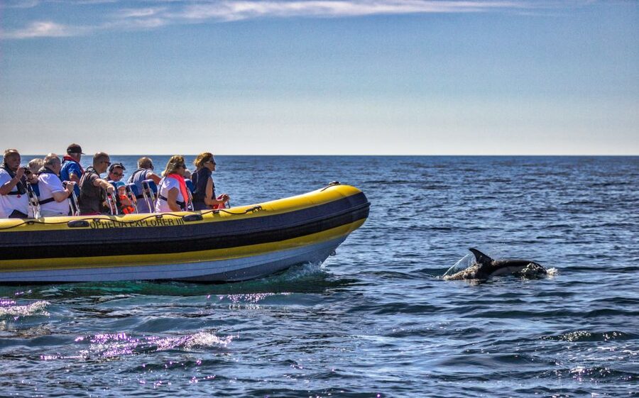 Portimão: 2-Hour Dolphin Watching Boat Tour - What the crew adds to the experience
