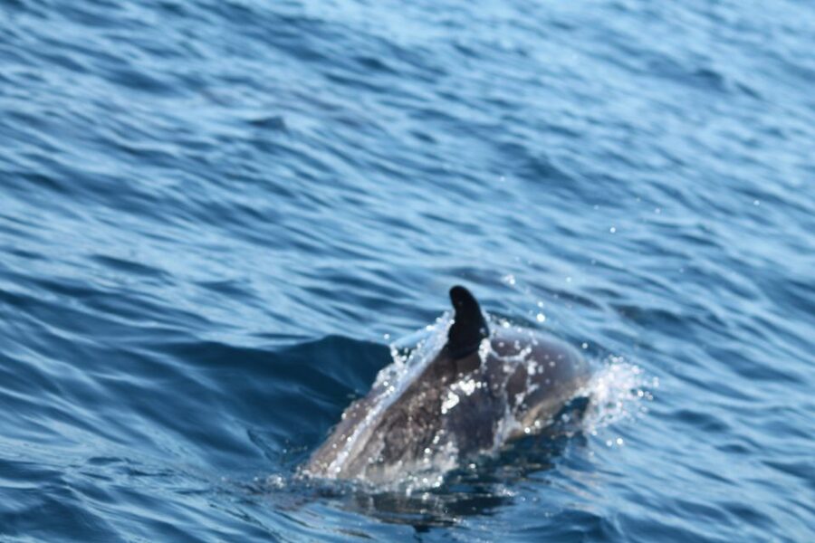 Portimão: 2-Hour Dolphin Watching Boat Tour - Is $53 a fair price for two hours?