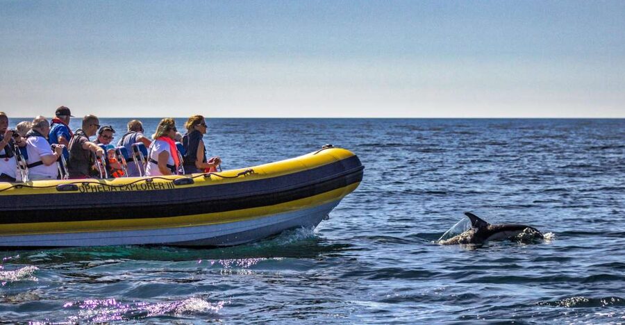 Portimão: 2-Hour Dolphin Watching Boat Tour - Who will enjoy this boat tour most?