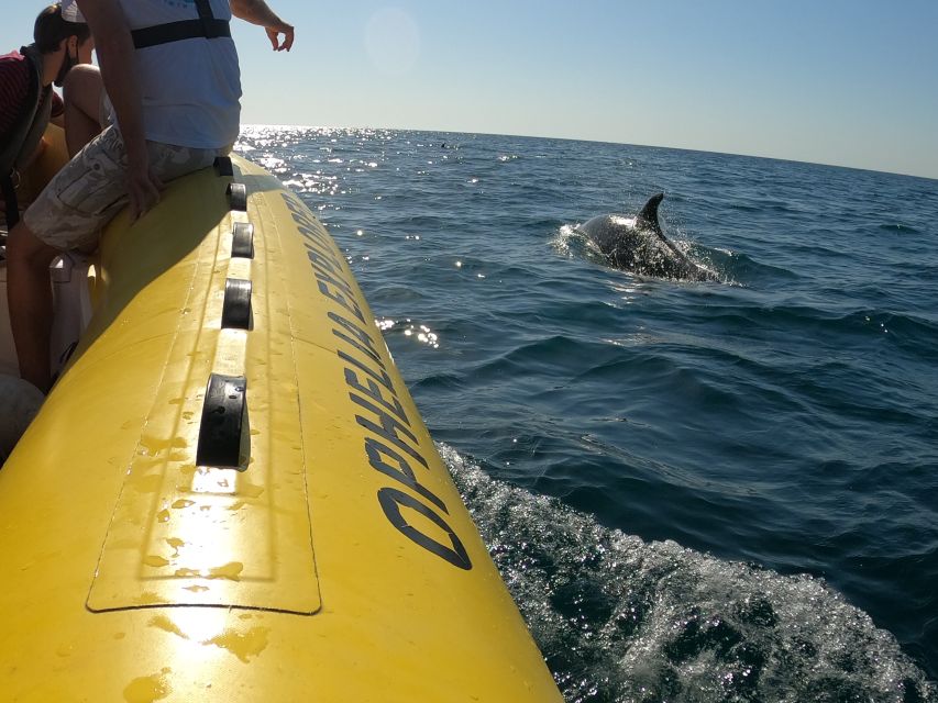 Portimão: 2-Hour Dolphin Watching Boat Tour - Should you book this Portimão dolphin cruise?