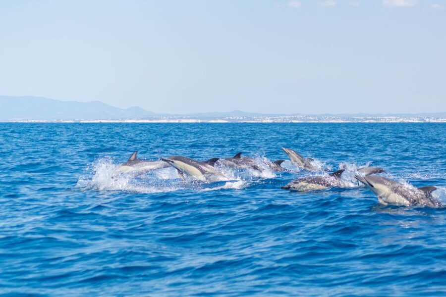 Portimão: Benagil Caves & Dolphins Watching with Biologist - Comfort, access, and who will enjoy it