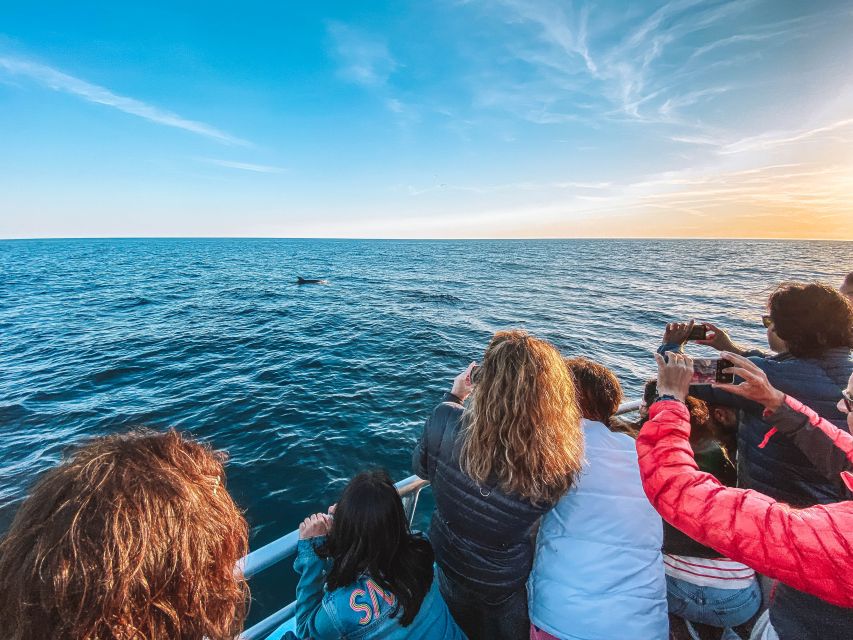 Portimão: Benagil Caves & Dolphins Watching with Biologist - Is $47 good value for 2.5 hours?