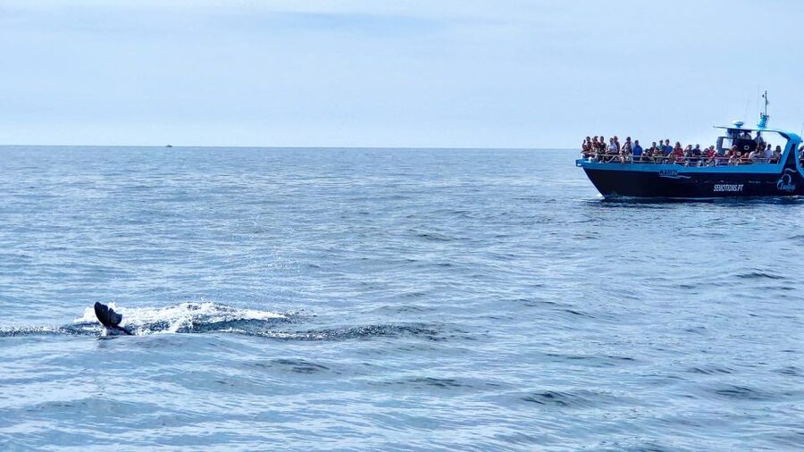 Portimão: Benagil Caves & Dolphins Watching with Biologist - Watching dolphins with a marine biologist