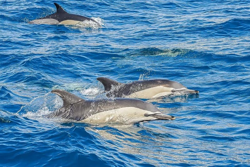 Portimão: Benagil Caves Speed Boat Tour with Sunset Option - The Algarve’s sea caves and sculpted cliffs