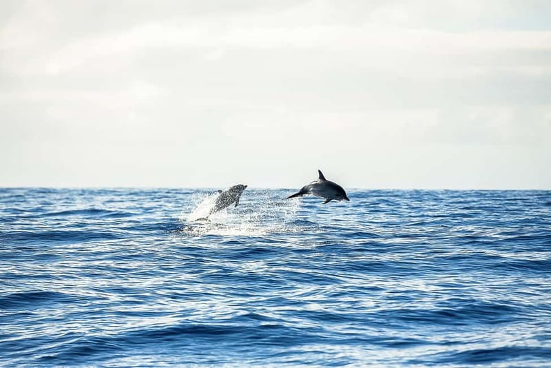 Portimão: Benagil Caves Speed Boat Tour with Sunset Option - Is $23 good value for 90 minutes?