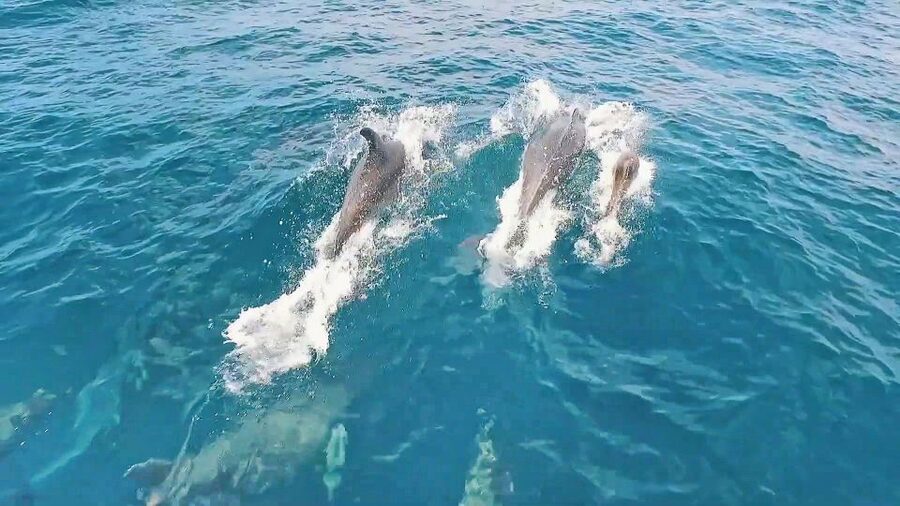 Portimão: Benagil Sea Caves Speedboat Adventure Tour - Paradise Cave and the coast near Carvoeiro