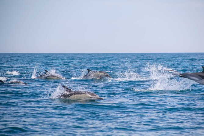 Portimão:Embark on Nature•Benagil and Dolphins•Biologist on board - Starting at Av. Rio Arade 311 in Portimão