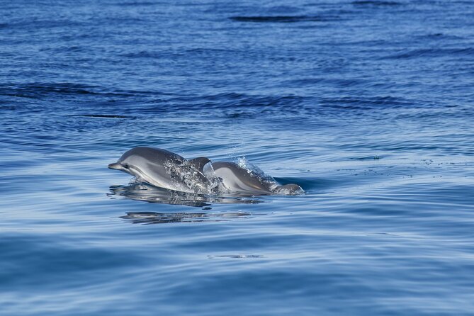 Portimão:Embark on Nature•Benagil and Dolphins•Biologist on board - Entering Benagil Cave for only a few minutes