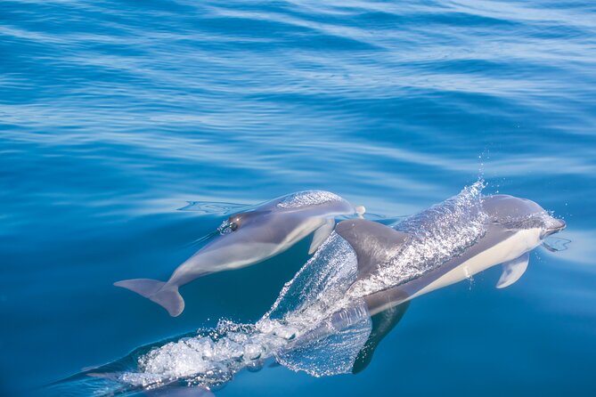 Portimão:Embark on Nature•Benagil and Dolphins•Biologist on board - Is $48.37 a fair price?