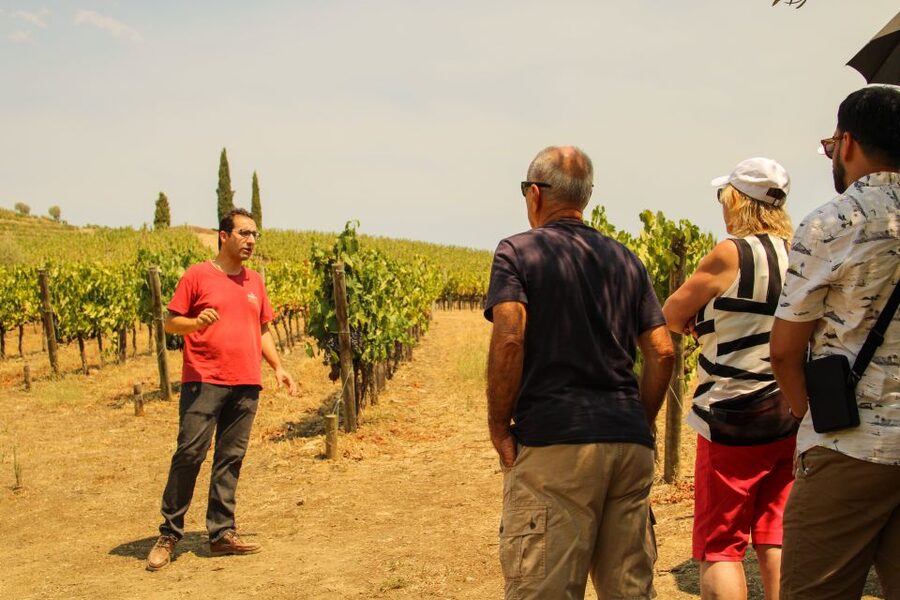 Porto: Douro Valley History & Wine Tour with Cruise & Lunch - Why the Douro Valley makes a fine day trip from Porto