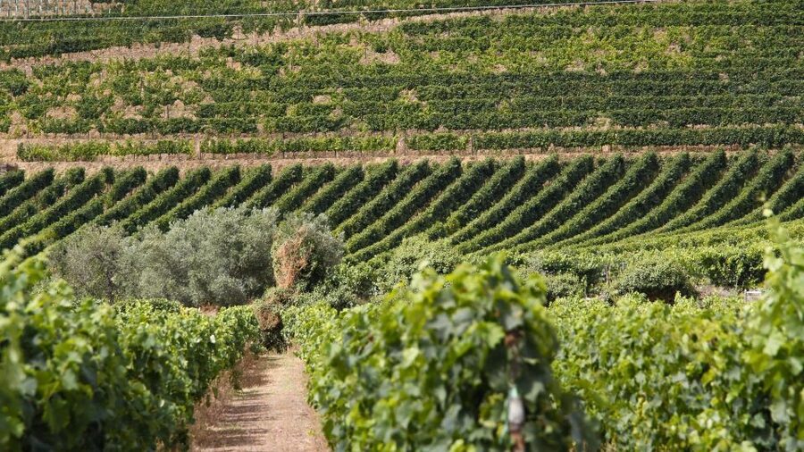 Porto: Douro Valley Tour at 2 Wineries with Lunch and Cruise - Timing, weather, and practical details