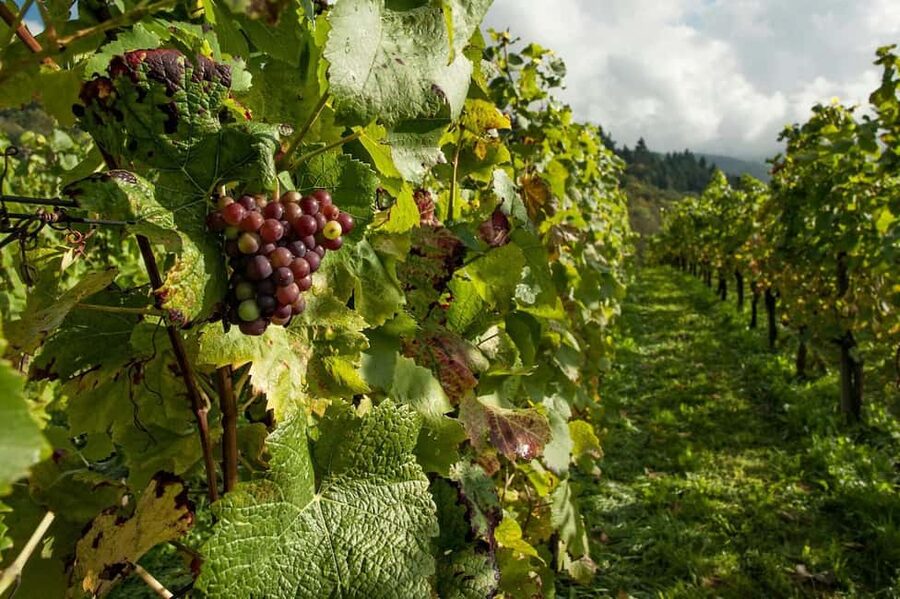 Porto: Douro Valley Tour at 2 Wineries with Lunch and Cruise - The two winery visits and what you taste