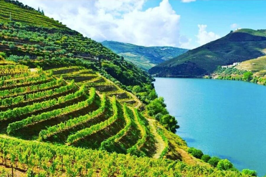 Porto: Douro Valley Tour w/ 3 Tastings, Lunch, & Opt. Cruise - Olive oil, Port, and the slower side of tasting