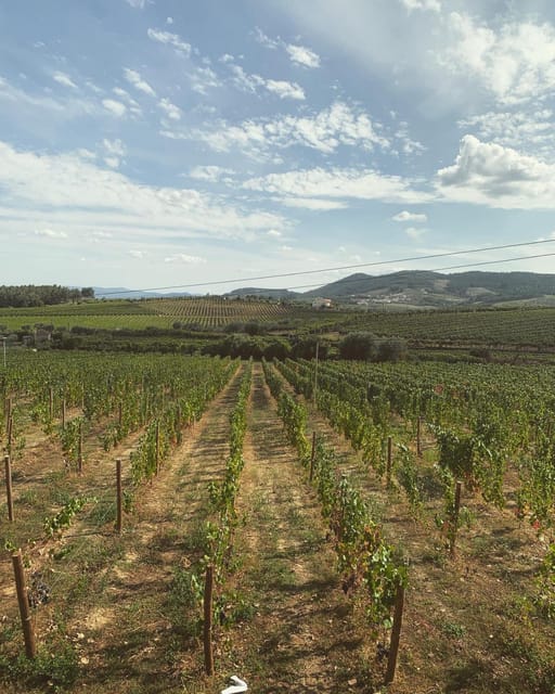 Porto: Douro Valley Tour w/ 3 Tastings, Lunch, & Opt. Cruise - Is $150 good value?