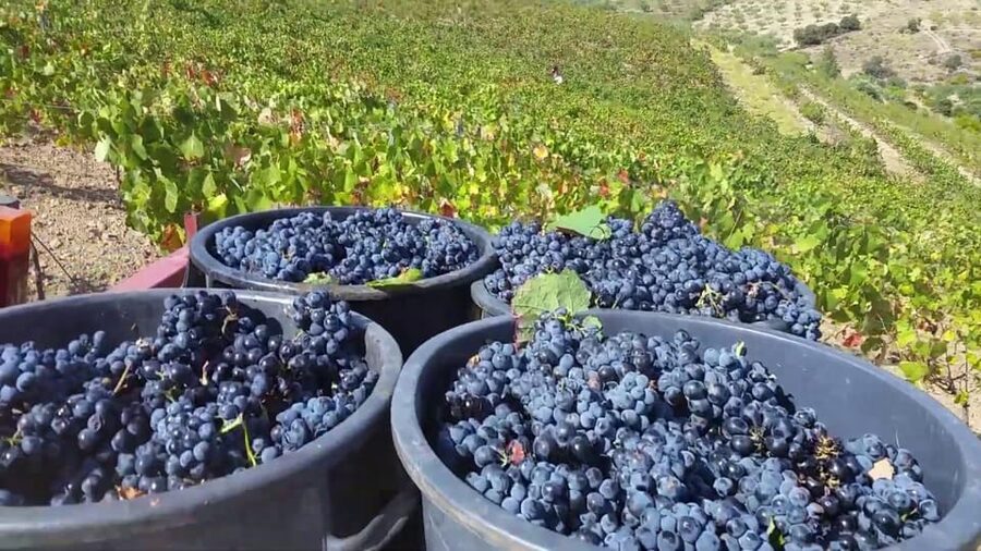 Porto: Douro Valley Tour with 2 Wineries, Lunch and Cruise - Pinhão and the one-hour river cruise