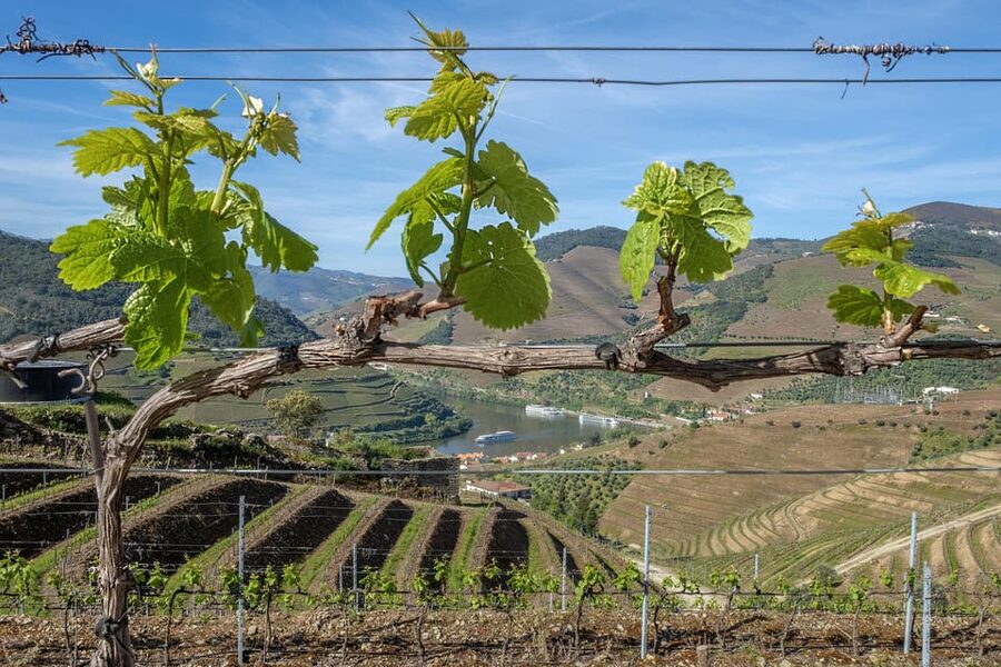 Porto: Douro Valley Wine Tour with a Sommelier & Boat Trip - One quiet hour on the Douro River