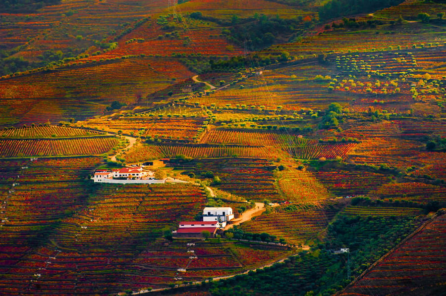 Porto: Douro Valley Wine Tour with a Sommelier & Boat Trip - Wine quantity, teaching, and value