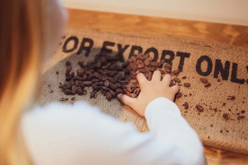 Porto: Entry Ticket at WOW The Chocolate Experience by 20|20 - Seeing the cacao plant and understanding the farm
