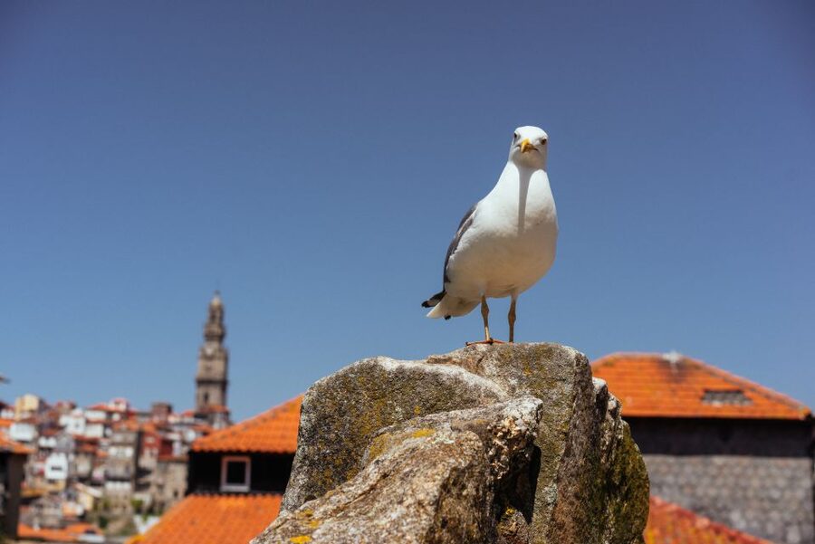 Porto: Harry Potter’s Inspiration Tour - A Hogwarts-uniform shop and Porto’s visual clues